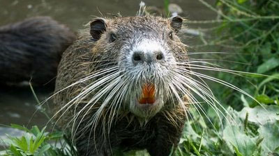 nutria-alt