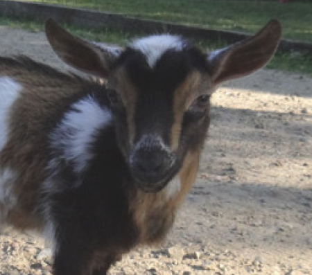 babyGoat