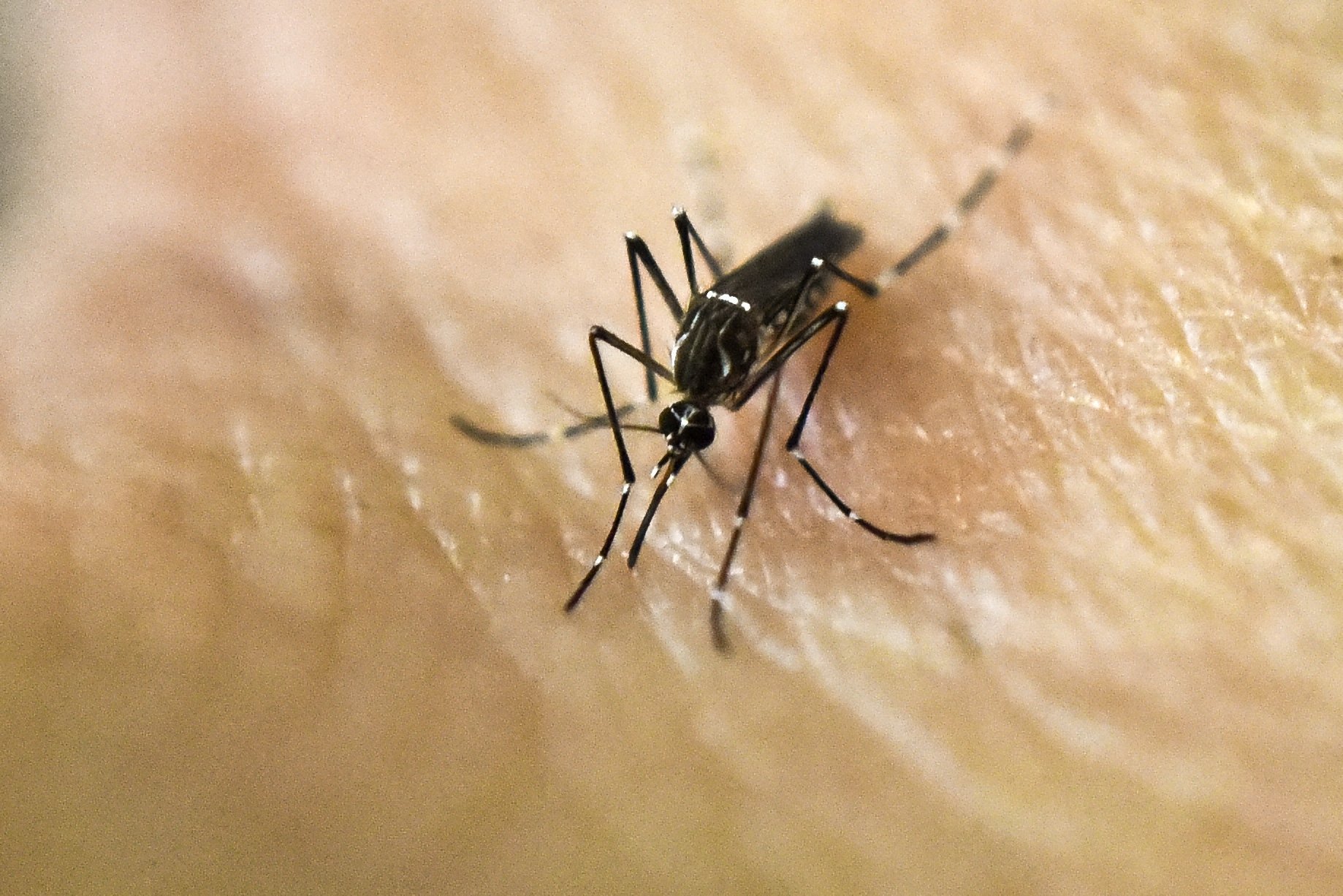 West Nile Mosquito