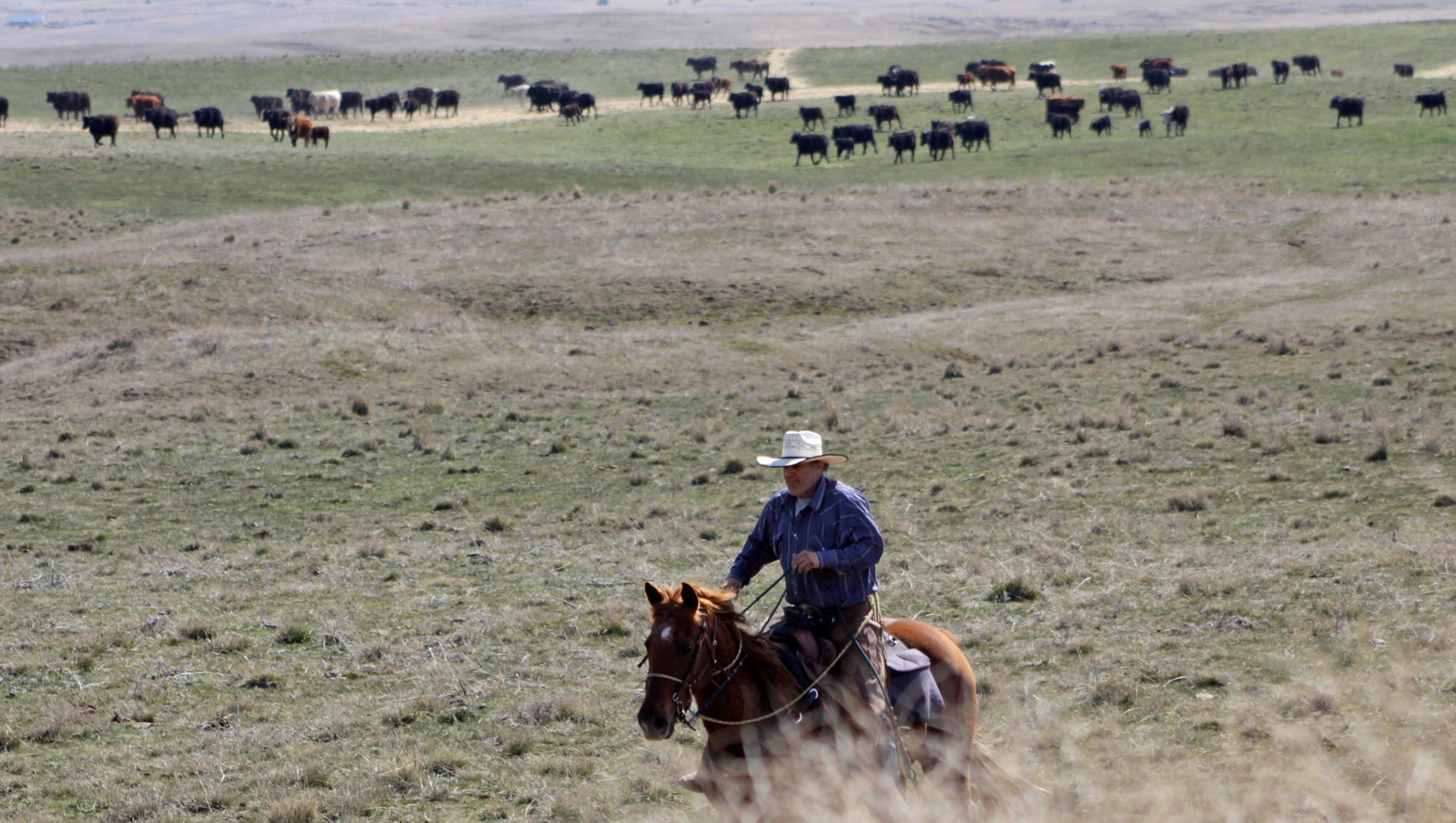 Cattle rancher Joe Whitesell rides his horse in a field near Dufur, Oregon, as he helps a friend herd cattle. Tiny towns tucked into Oregon's windswept plains and cattle ranches miles from anywhere in South Dakota might not have had a single case of the new coronavirus yet, but their residents fear the spread of the disease to areas with scarce medical resources, the social isolation that comes when the only diner in town closes its doors and the economic free fall that's already hitting them hard. (AP Photo/Gillian Flaccus)