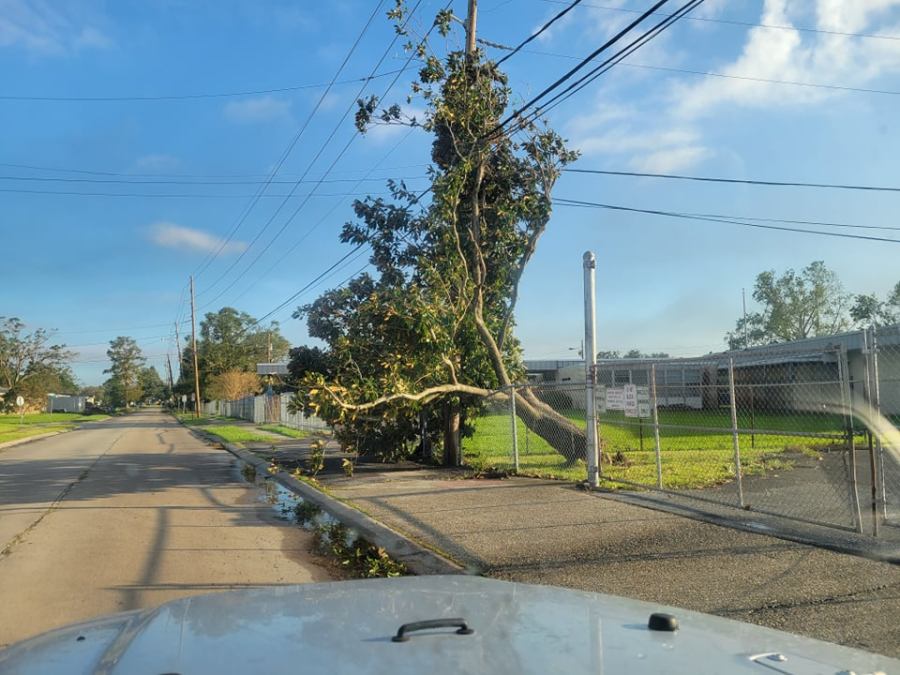 Downed Magnolia tree on Elise Avenue