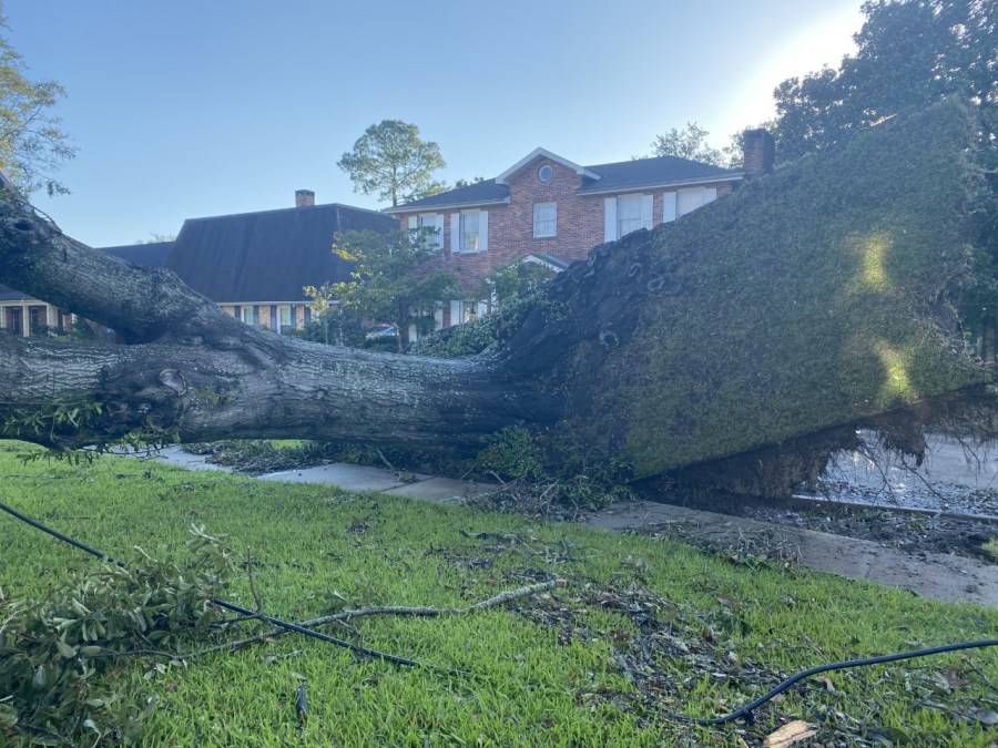 Massive tree down rips through concrete