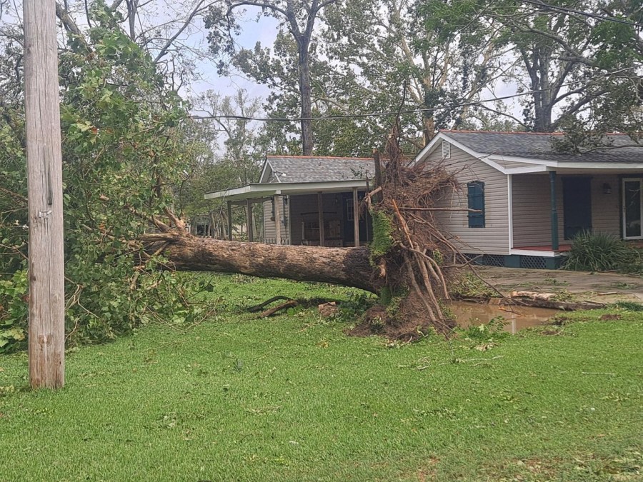 Uprooted tree in St. Bernard