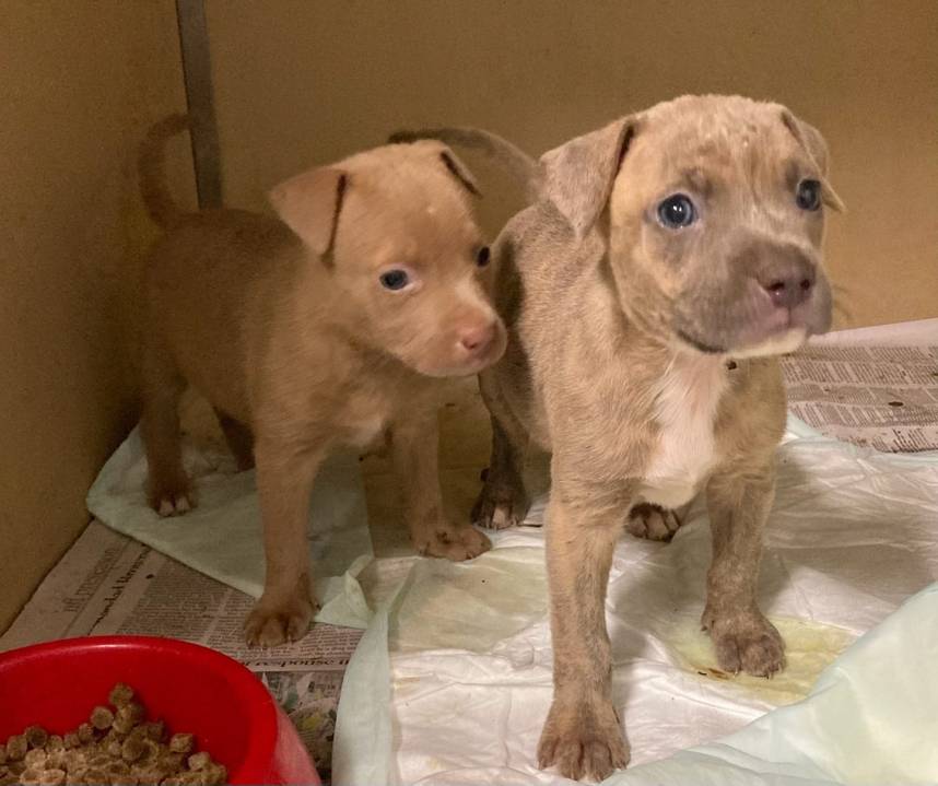 https://digital-stage.wgno.com/news/humane-society-rescue-team-rescues-5-puppies-from-65-foot-well/