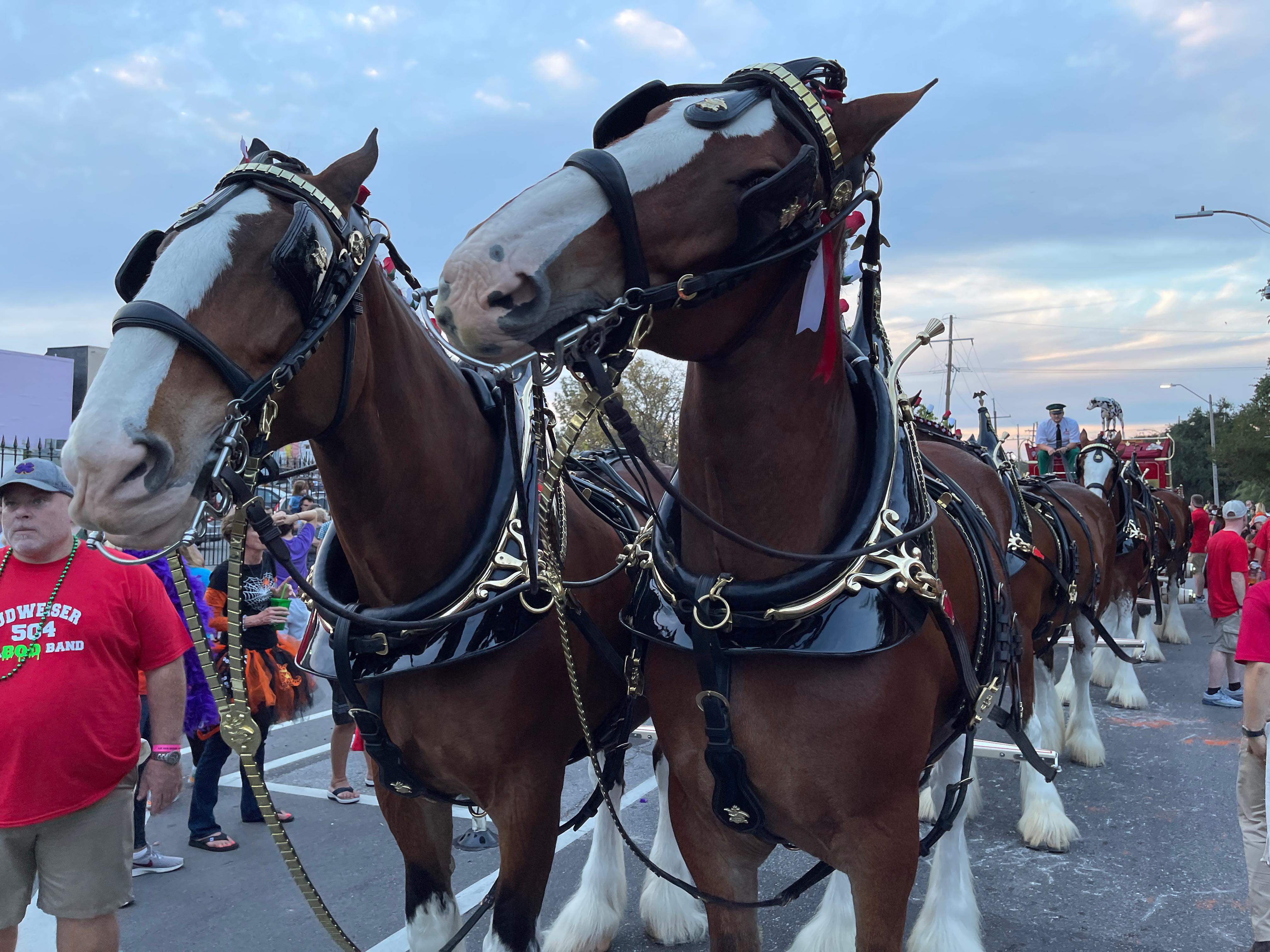 https://digital-stage.wgno.com/news/local/gallery-krewe-of-boo-rolls-through-and-haunts-new-orleans/