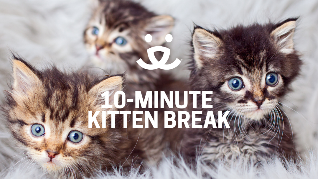 Kitten Break