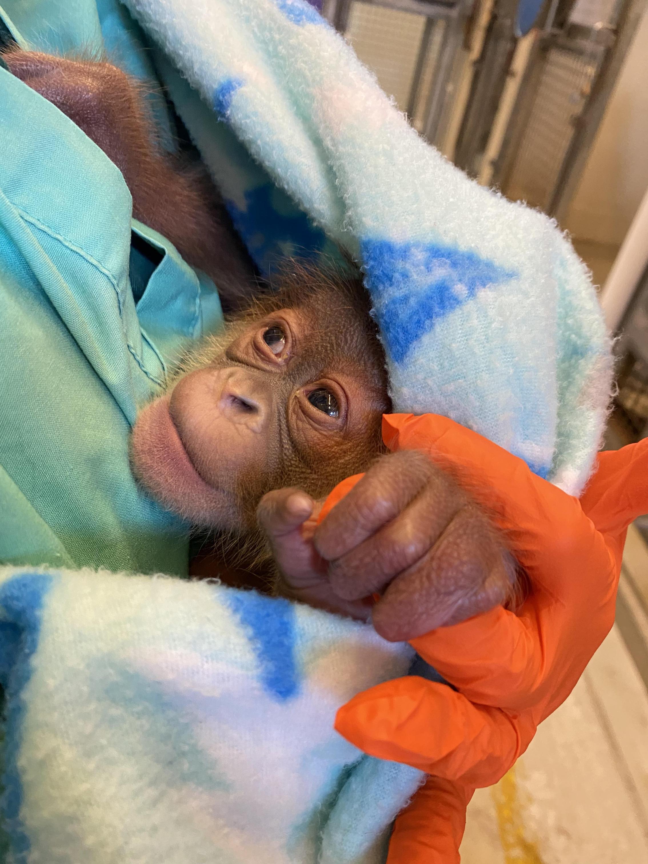 https://digital-stage.wgno.com/news/local/audubon-zoo-welcomed-its-newest-resident-on-christmas-eve/