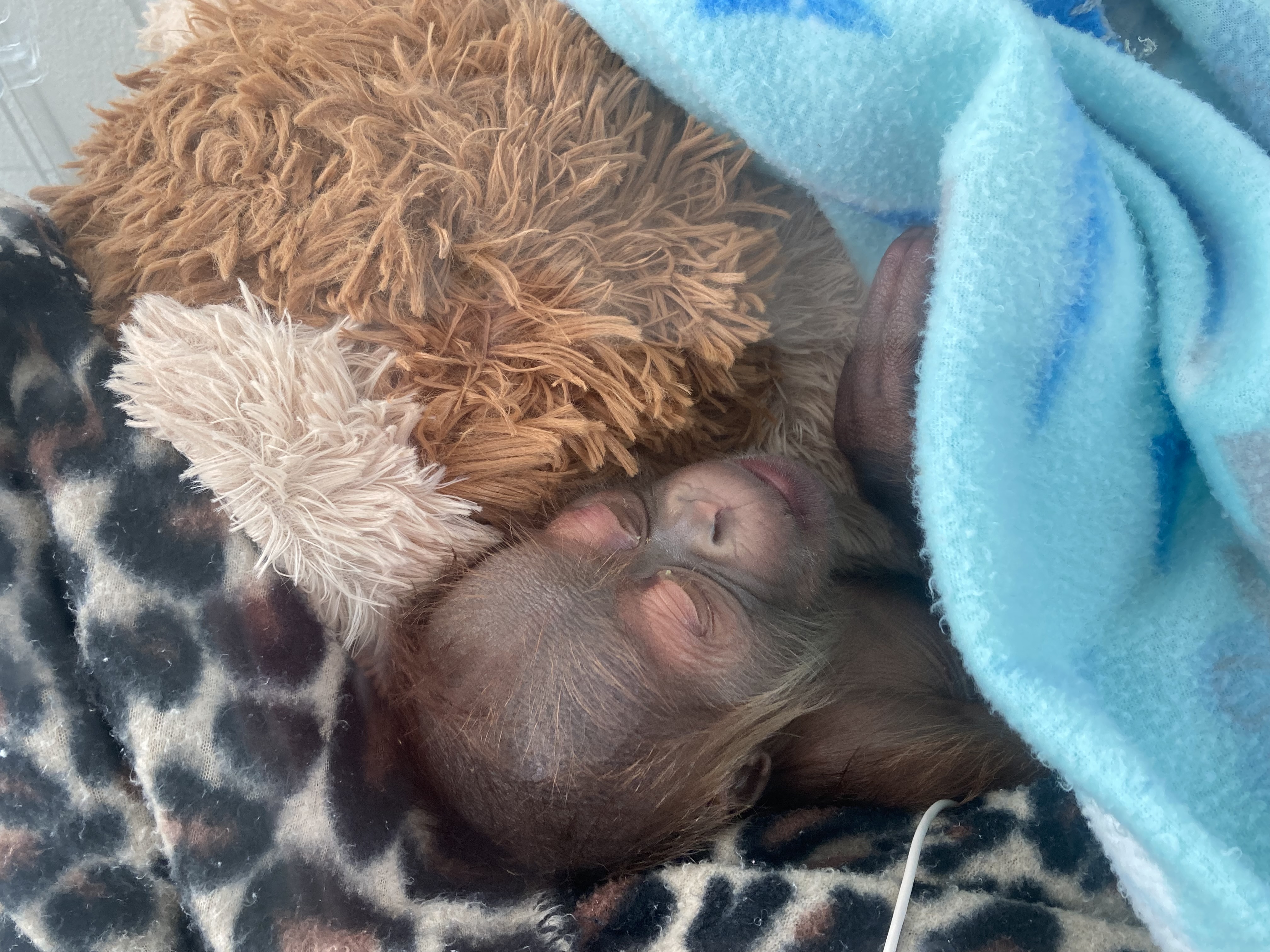 https://digital-stage.wgno.com/news/local/audubon-zoo-welcomed-its-newest-resident-on-christmas-eve/