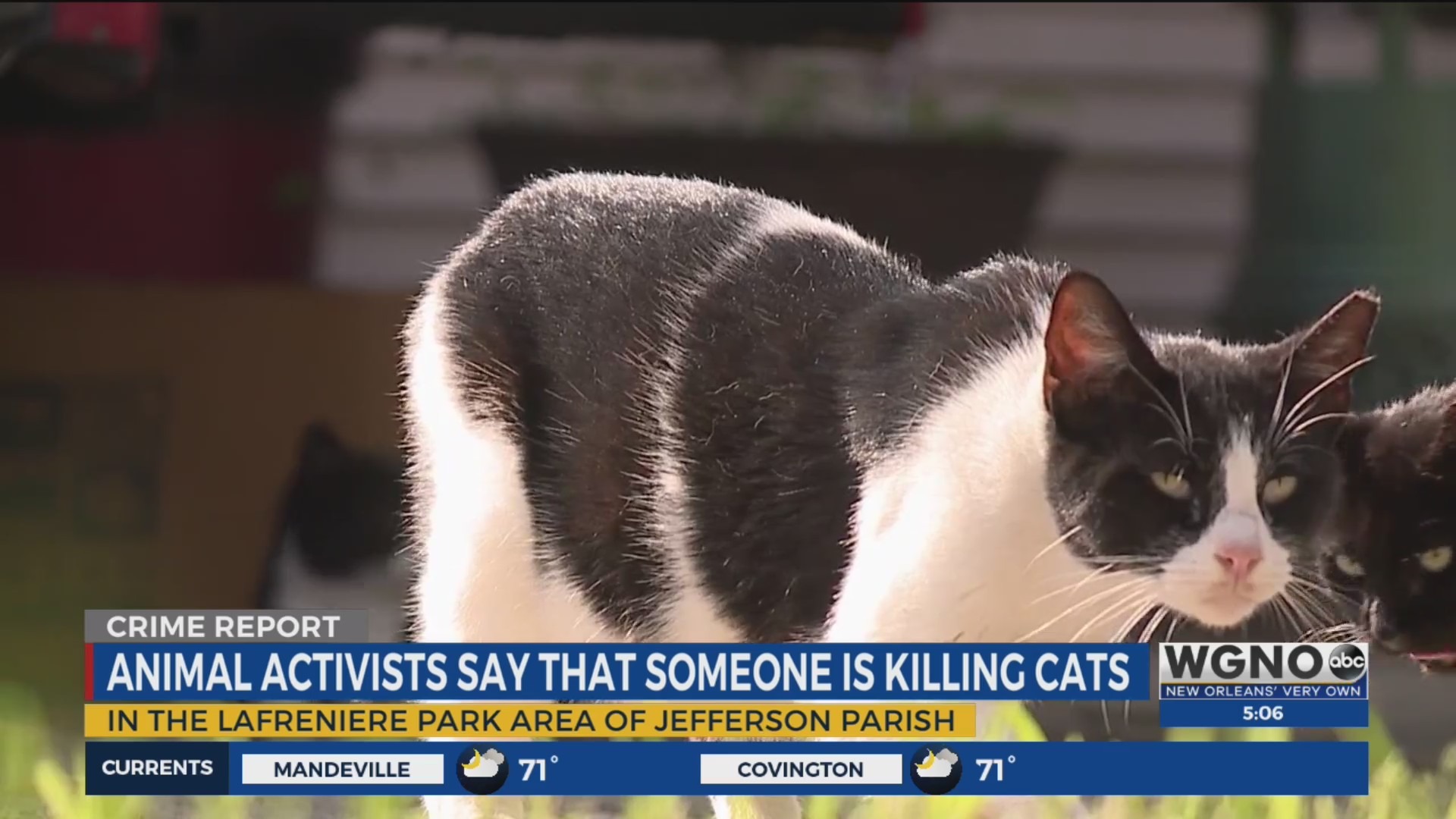 Reward offered for info into shooting, poisoning of Lafreniere Park cats