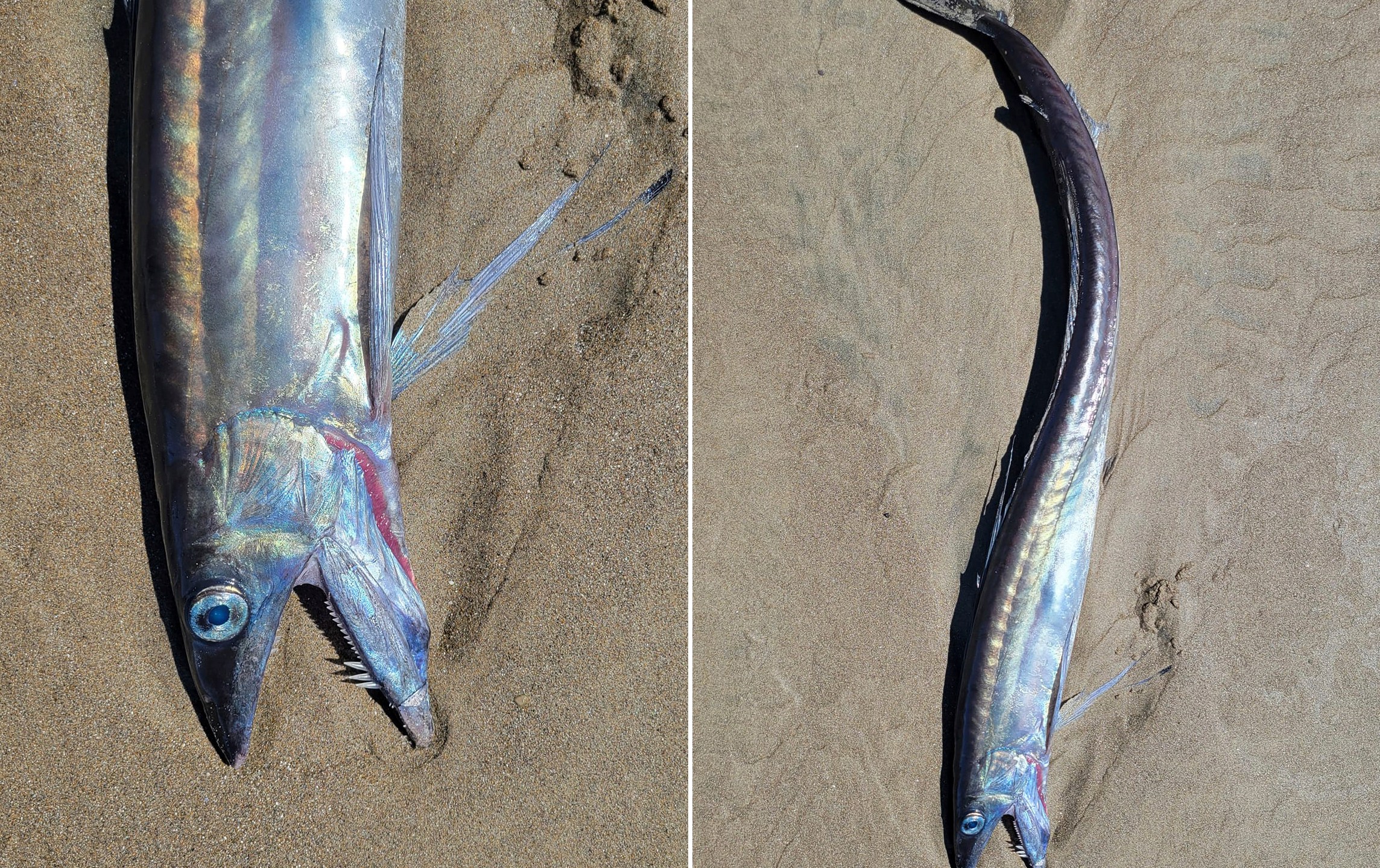 This combo from photos provided by Miranda Crowell shows lancetfish that washed ashore on the 72nd street beach entrance and the cove in Roads End, Lincoln City, Ore., on April 28, 2023. Several whip-like fish with fanged jaws and huge eyes that can dwell more than a mile deep in the ocean have washed up along a roughly 200-mile (322-kilometer) stretch of Oregon coastline, and it's unclear why, scientists and experts said. (Miranda Crowell via AP)