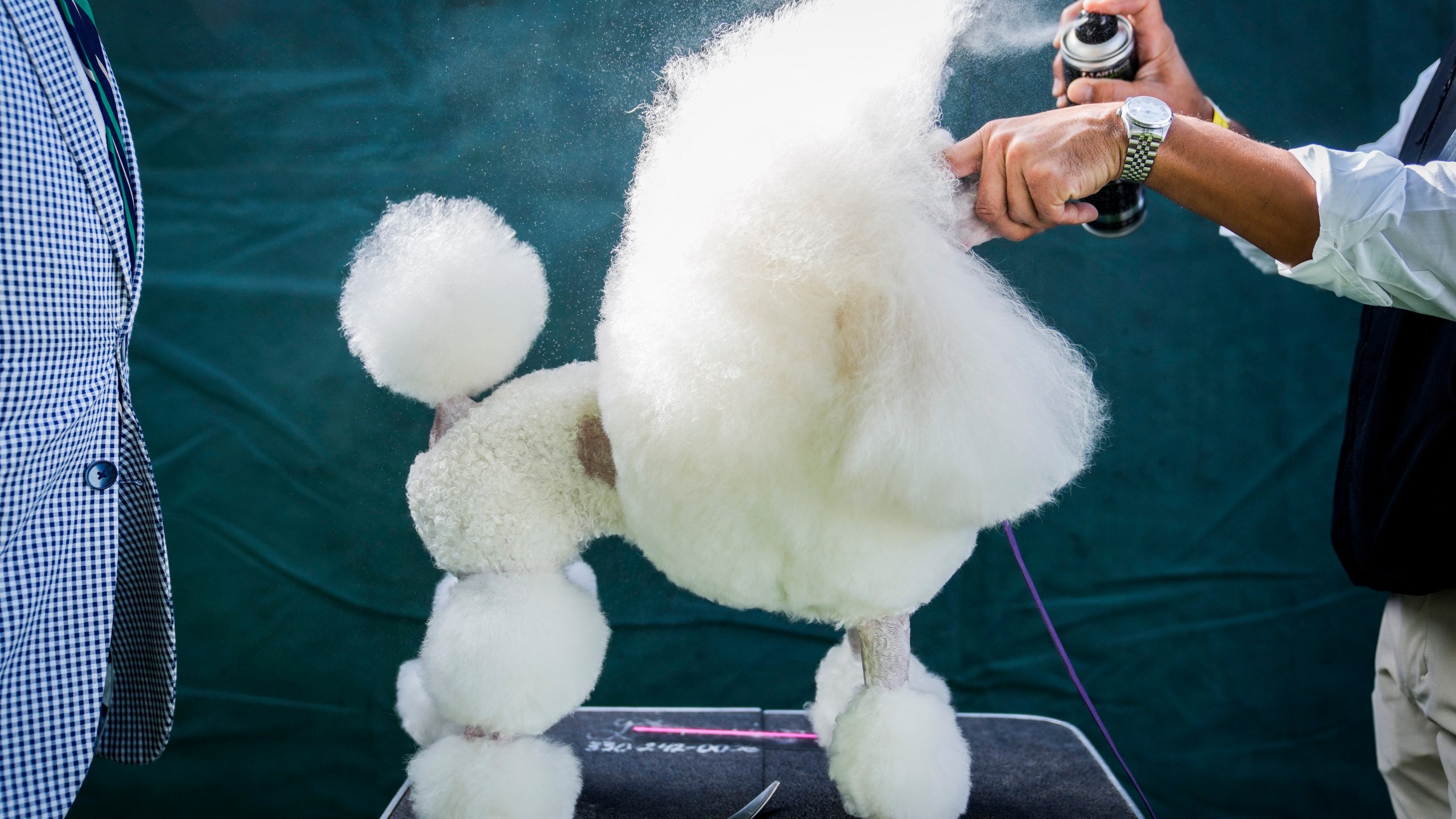A miniature poodle is groomed before competing in breed judging during the 147th Westminster Kennel Club Dog show, Monday, May 8, 2023, at the USTA Billie Jean King National Tennis Center in New York. (AP Photo/John Minchillo)