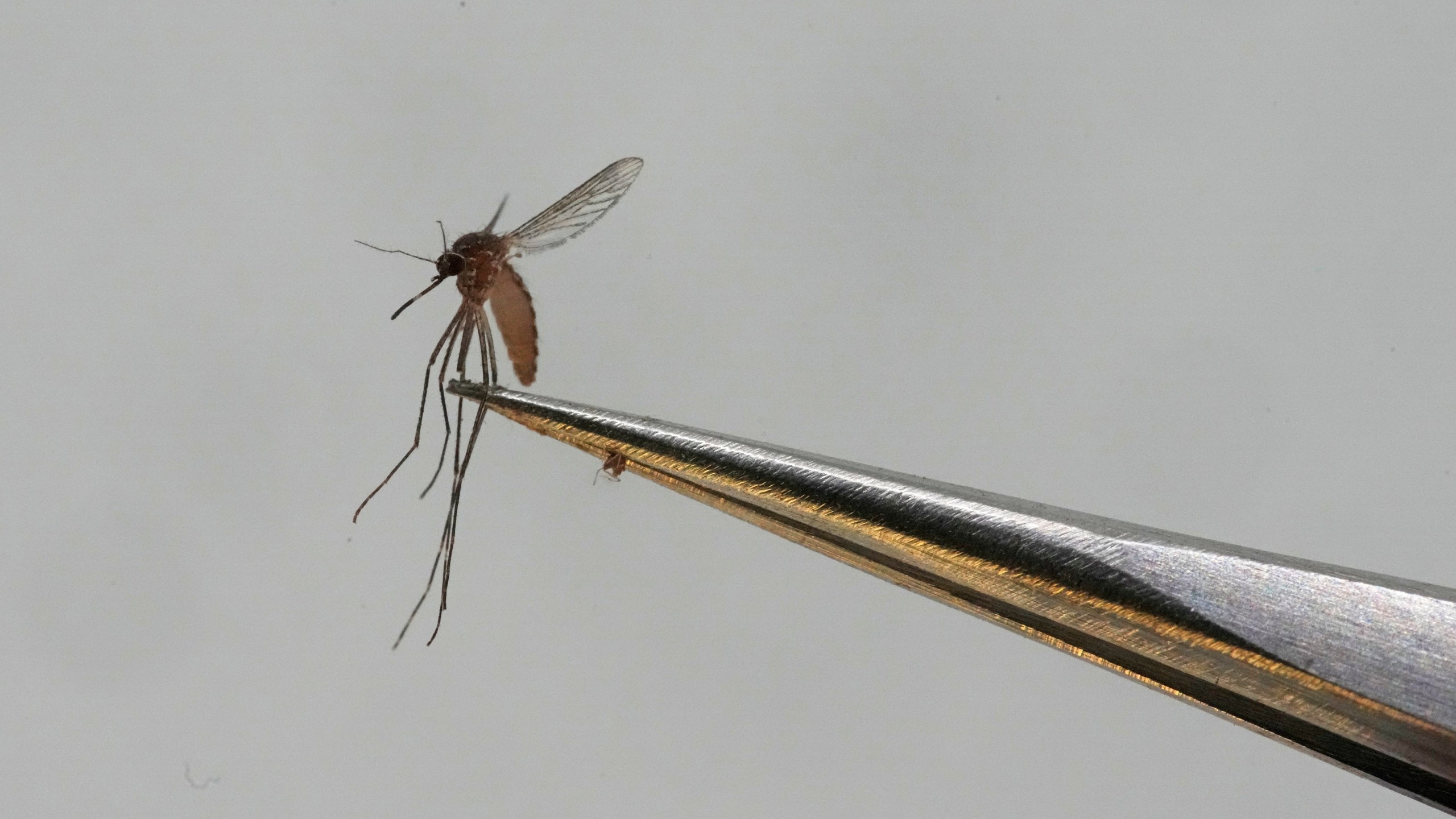 FILE - A Culex tarsalis mosquito is shown at the Salt Lake City Mosquito Abatement District on Aug. 28, 2023, in Salt Lake City. Mosquitoes can carry viruses including dengue, yellow fever, chikungunya and Zika. Dengue fever is on the rise in Mali, where officials are reporting new infections and deaths from the virus this week. Mali’s director general of health and public hygiene, Dr. Cheick Amadou Tidiane Traore, told The Associated Press in an interview Wednesday Dec. 6, 2023 that his department had counted 21 deaths and 600 cases of the virus as of Monday. (AP Photo/Rick Bowmer, File)