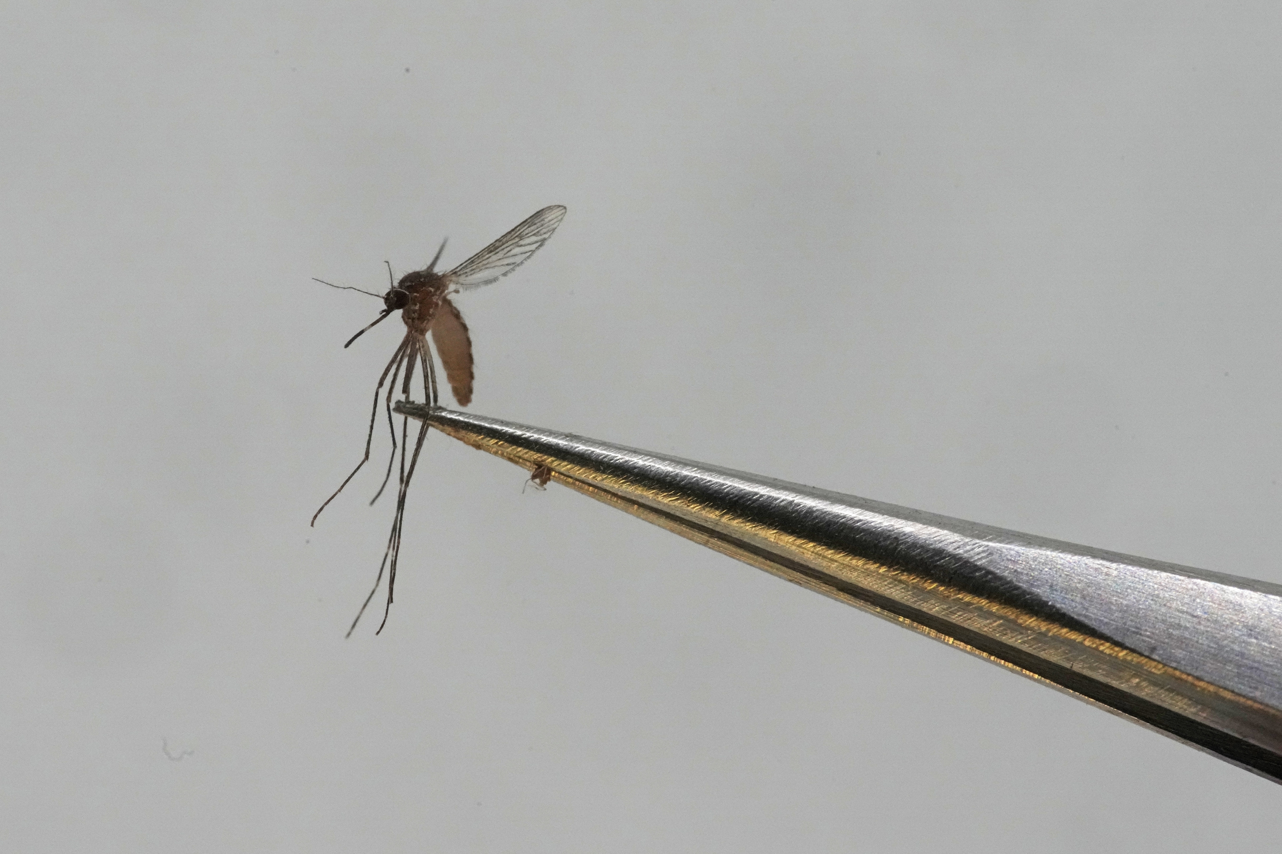 FILE - A Culex tarsalis mosquito is shown at the Salt Lake City Mosquito Abatement District on Aug. 28, 2023, in Salt Lake City. Mosquitoes can carry viruses including dengue, yellow fever, chikungunya and Zika. Dengue fever is on the rise in Mali, where officials are reporting new infections and deaths from the virus this week. Mali’s director general of health and public hygiene, Dr. Cheick Amadou Tidiane Traore, told The Associated Press in an interview Wednesday Dec. 6, 2023 that his department had counted 21 deaths and 600 cases of the virus as of Monday. (AP Photo/Rick Bowmer, File)